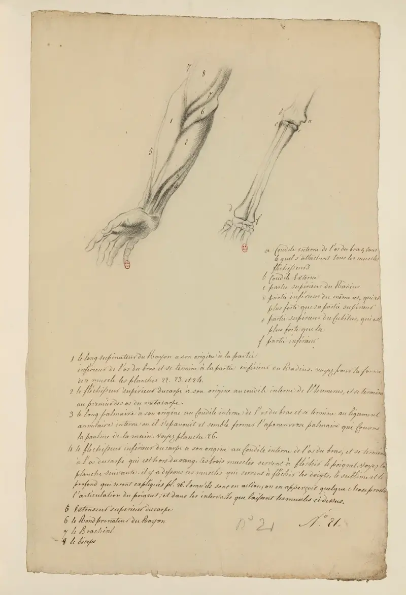 Cahiers d’Anatomie Pl.20 (18. Jahrhundert) von Charles Monnet