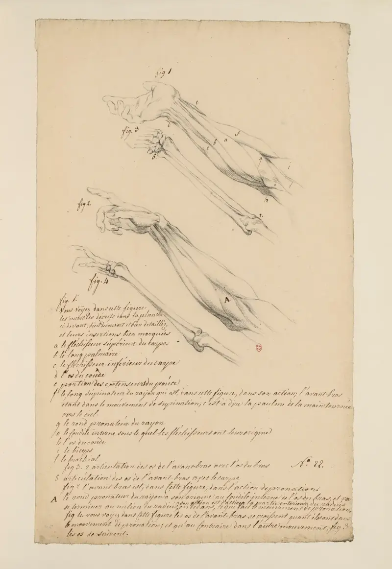 Sešity anatomie, tab. 21, Charles Monnet