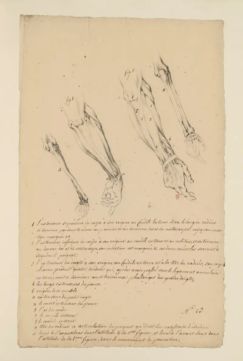 Cahiers d'Anatomie Pl. 22 von Charles Monnet