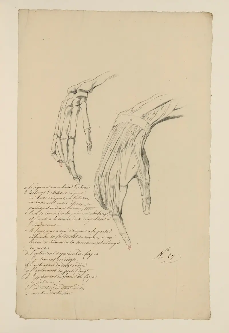 Cahiers d’Anatomie Pl.24 von Charles Monnet
