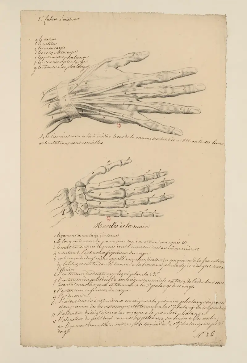 Cahiers d’Anatomie Pl.25 av Charles Monnet