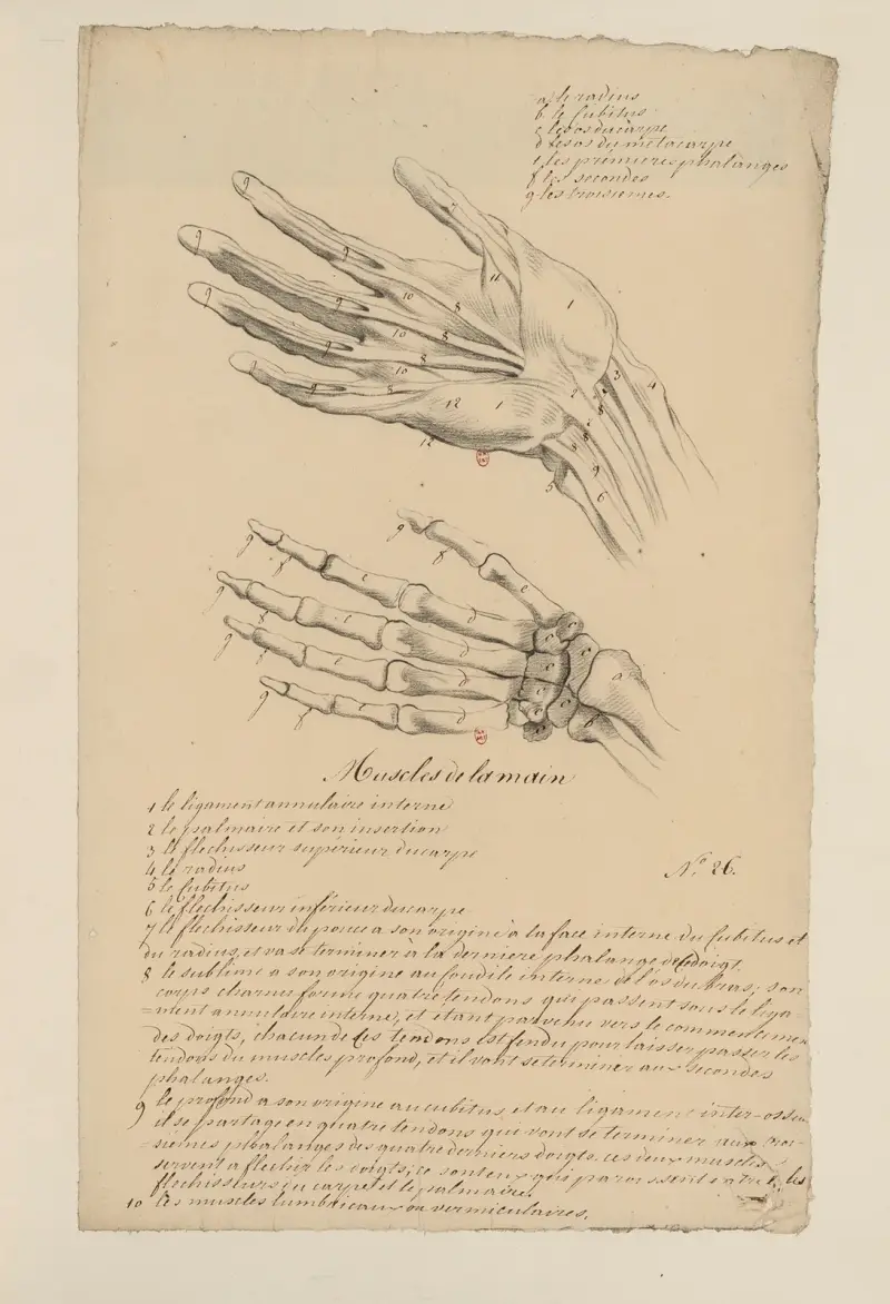 Anatomie-Übungen Taf. 27 (18. Jahrhundert) von Charles Monnet