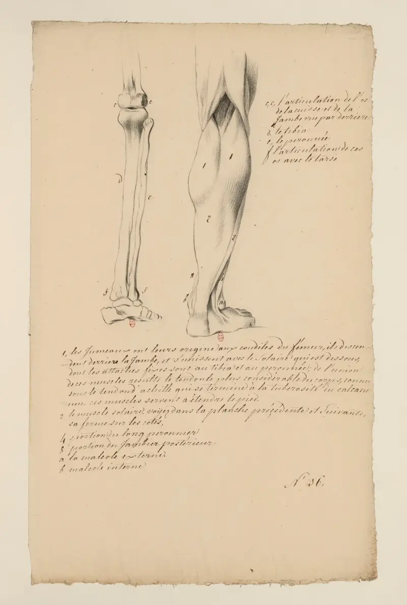 Cahiers d’Anatomie Pl.28 von Charles Monnet