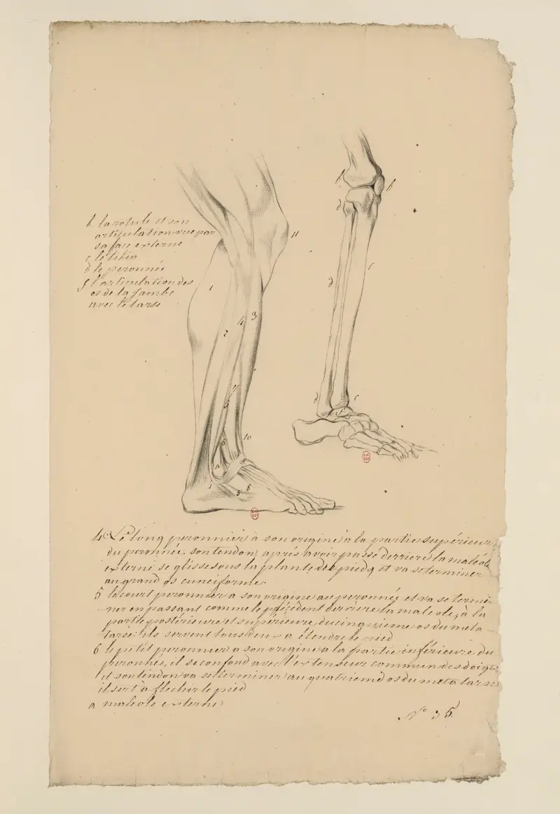 Zeszyty anatomii, plansza 29, Charles Monnet