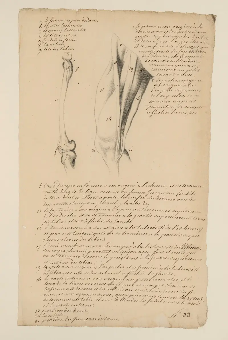 Cahiers d’Anatomie Pl.31 (1700-talet) av Charles Monnet