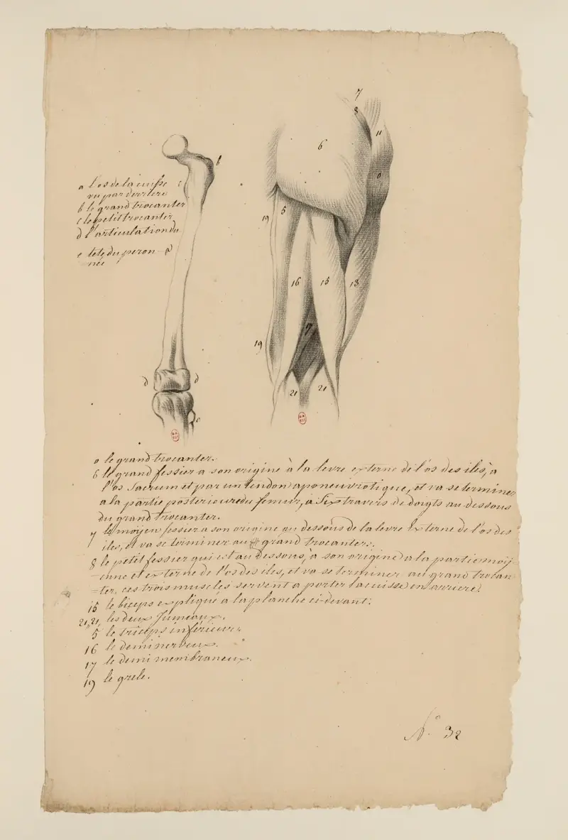 Cahiers d’Anatomie Pl.32, XVIII wiek, Charles Monnet