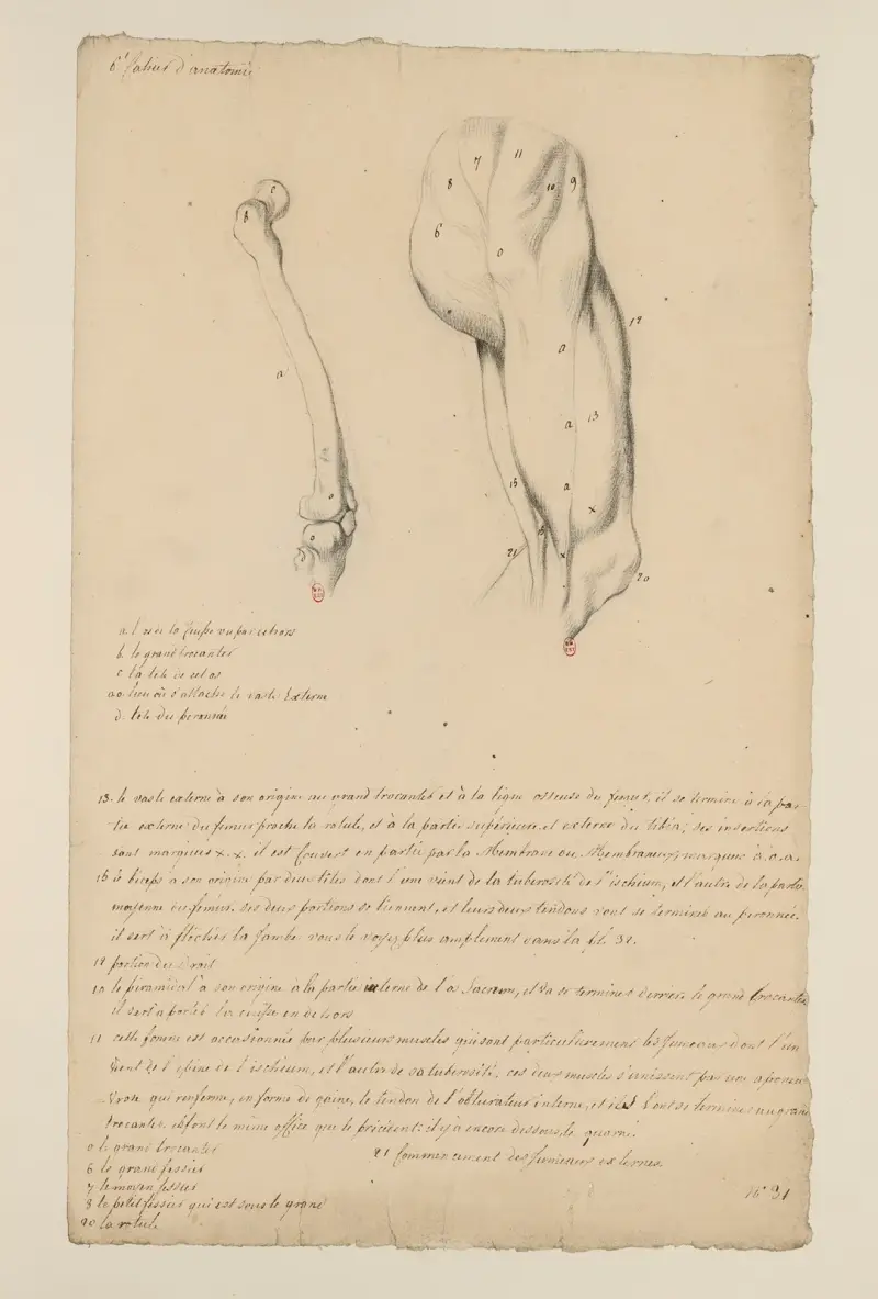 Cahiers d’Anatomie Pl.33 av Charles Monnet