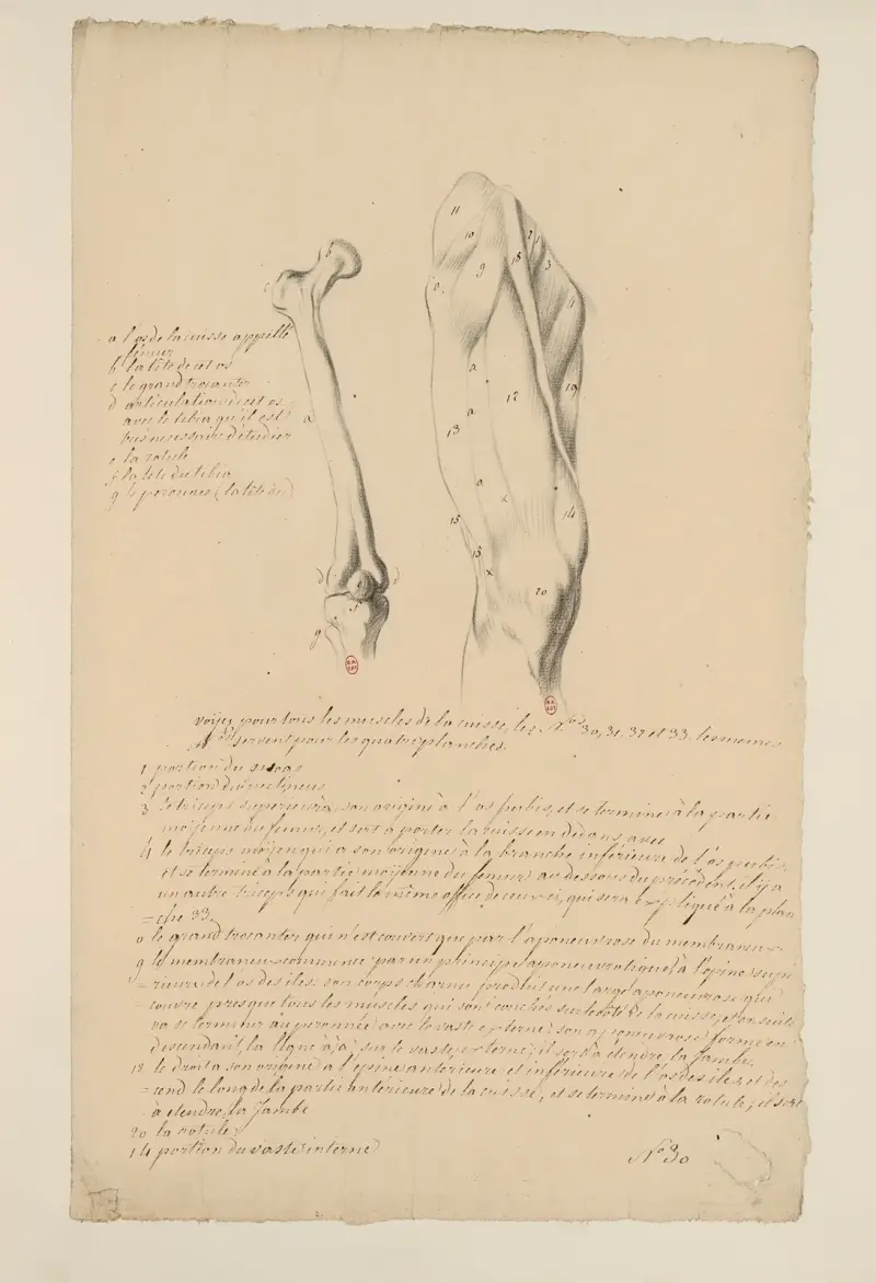 Cahiers d’Anatomie Pl.34 von Charles Monnet