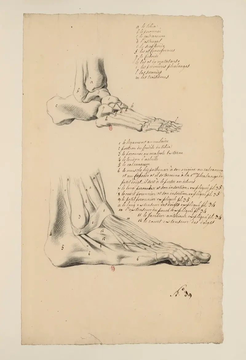 Cahiers d’Anatomie Pl.35, Charles Monnet