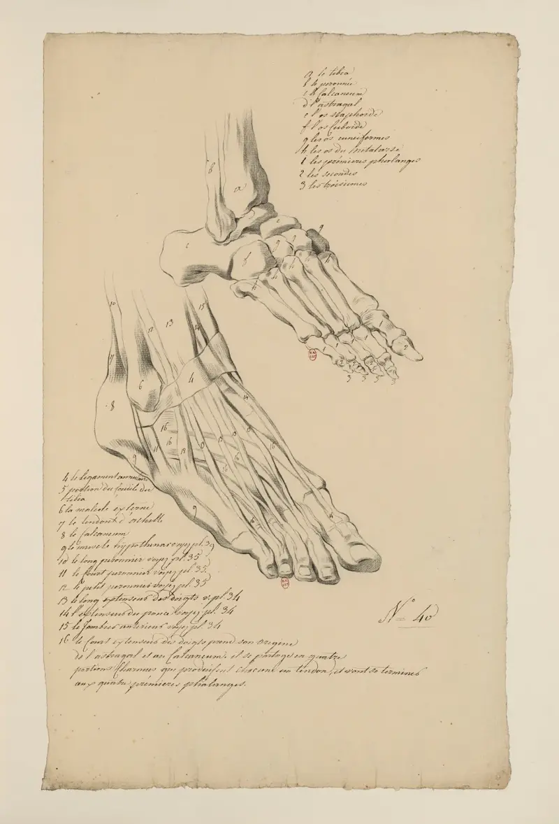 Cahiers d’Anatomie Pl.36, Charles Monnet
