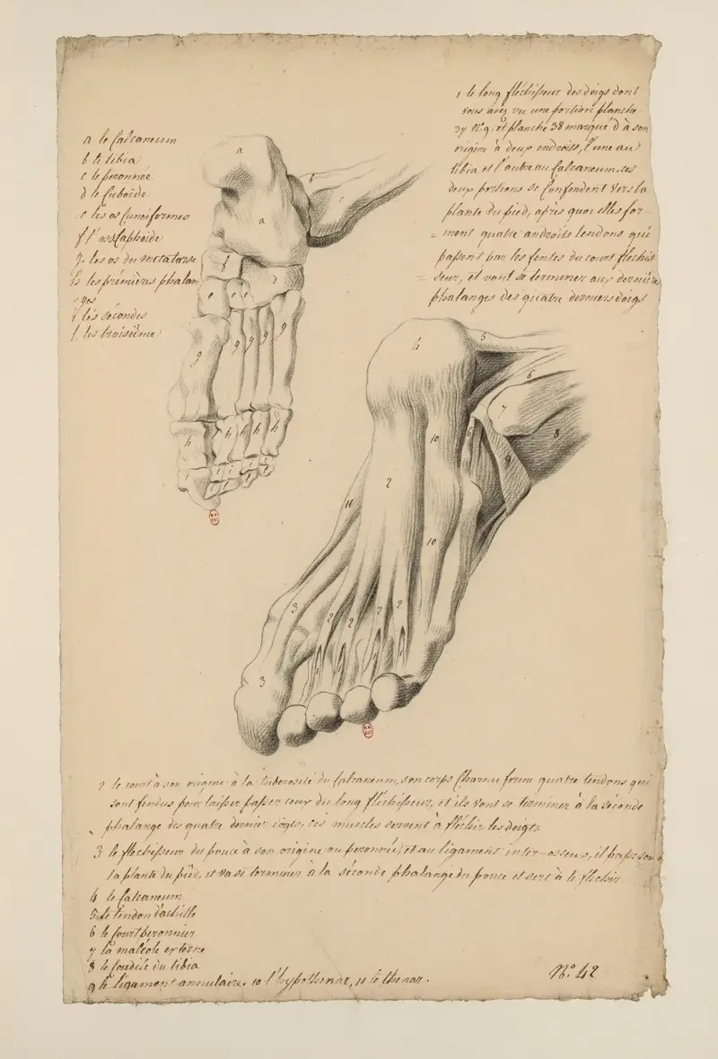 Cahiers d’Anatomie Pl.38 (18. století), Charles Monnet