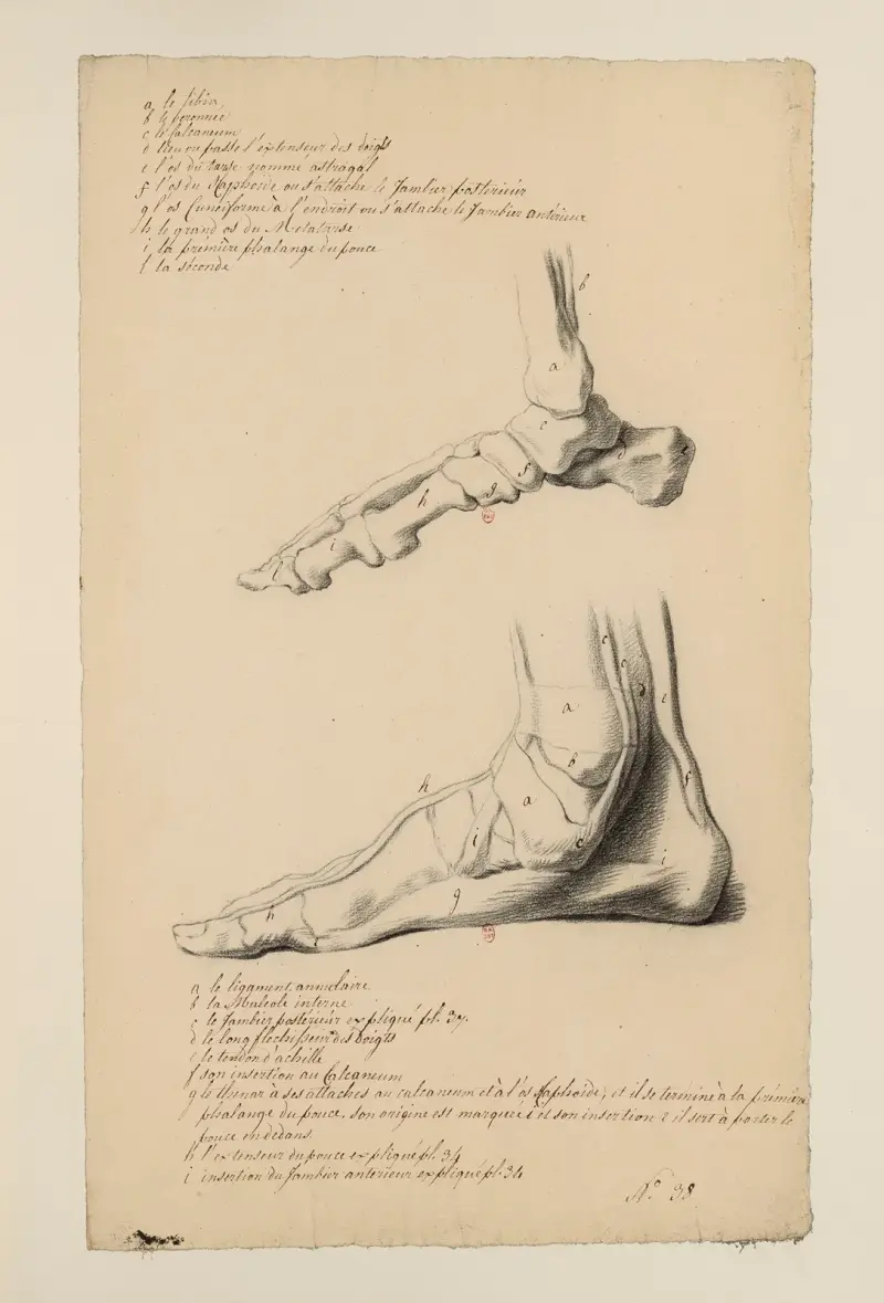 Cahiers d’Anatomie Pl.39 av Charles Monnet