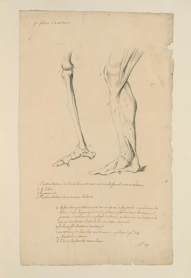 Anatomiehefte Tafel 40 von Charles Monnet
