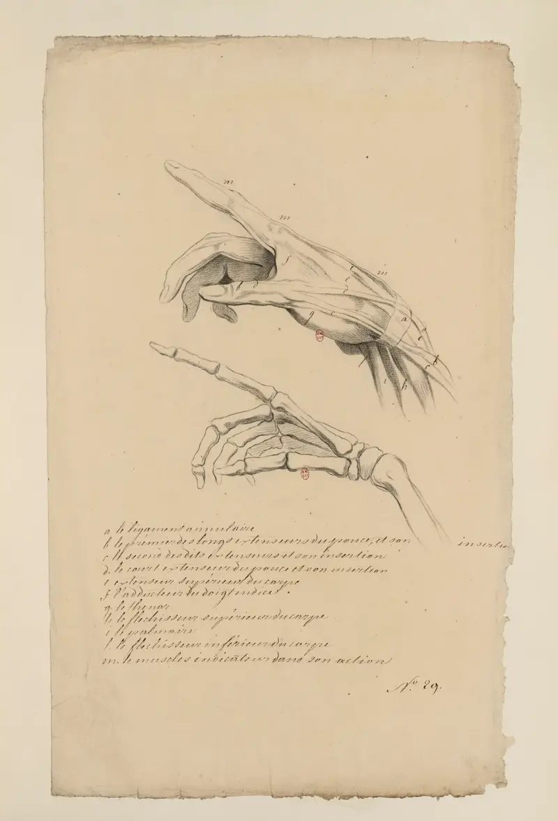 Cahiers d'Anatomie, Tafel 41 von Charles Monnet
