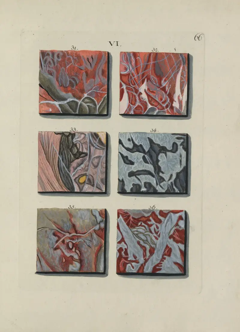 Bild av marmorsorter Pl.066 av Jan Christiaan Sepp