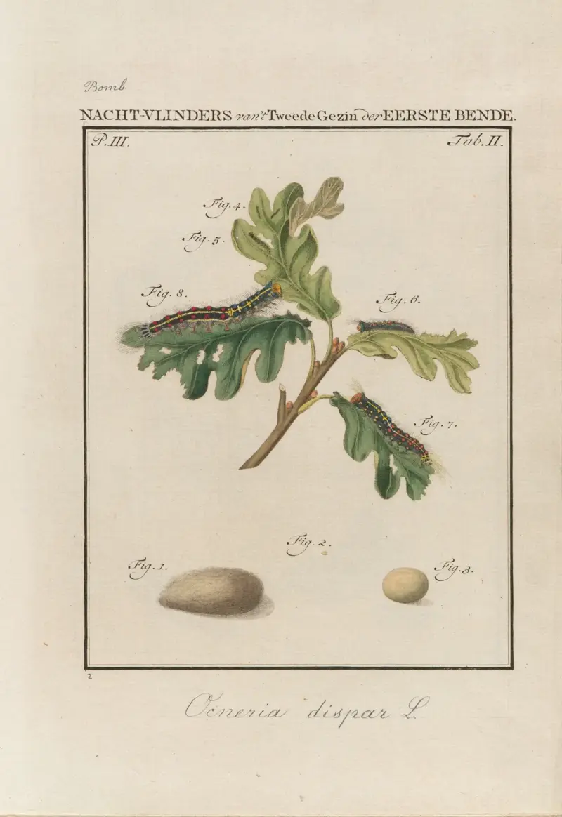 Beschouwing der wonderen Gods Pl.03 av Jan Christiaan Sepp