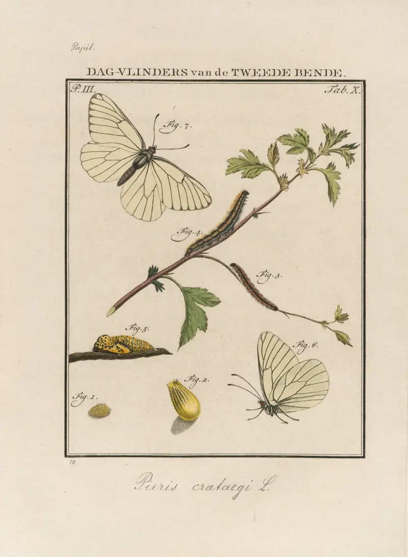 Beschouwing der wonderen Gods Pl.11 av Jan Christiaan Sepp