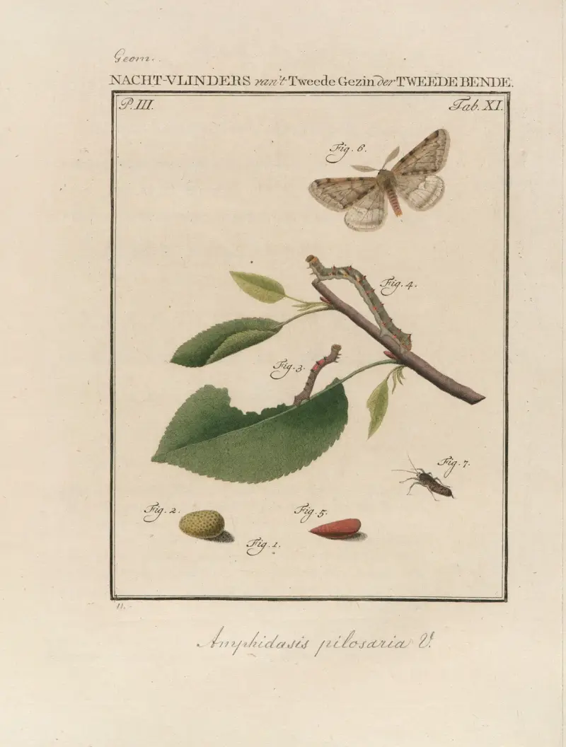 Beschouwing der wonderen Gods Pl.12 av Jan Christiaan Sepp