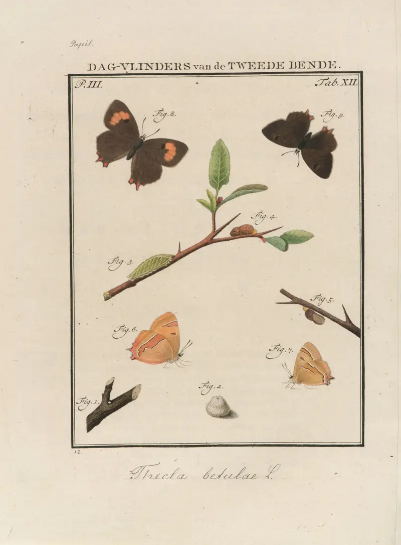 Beschouwing der wonderen Gods Pl.13 av Jan Christiaan Sepp