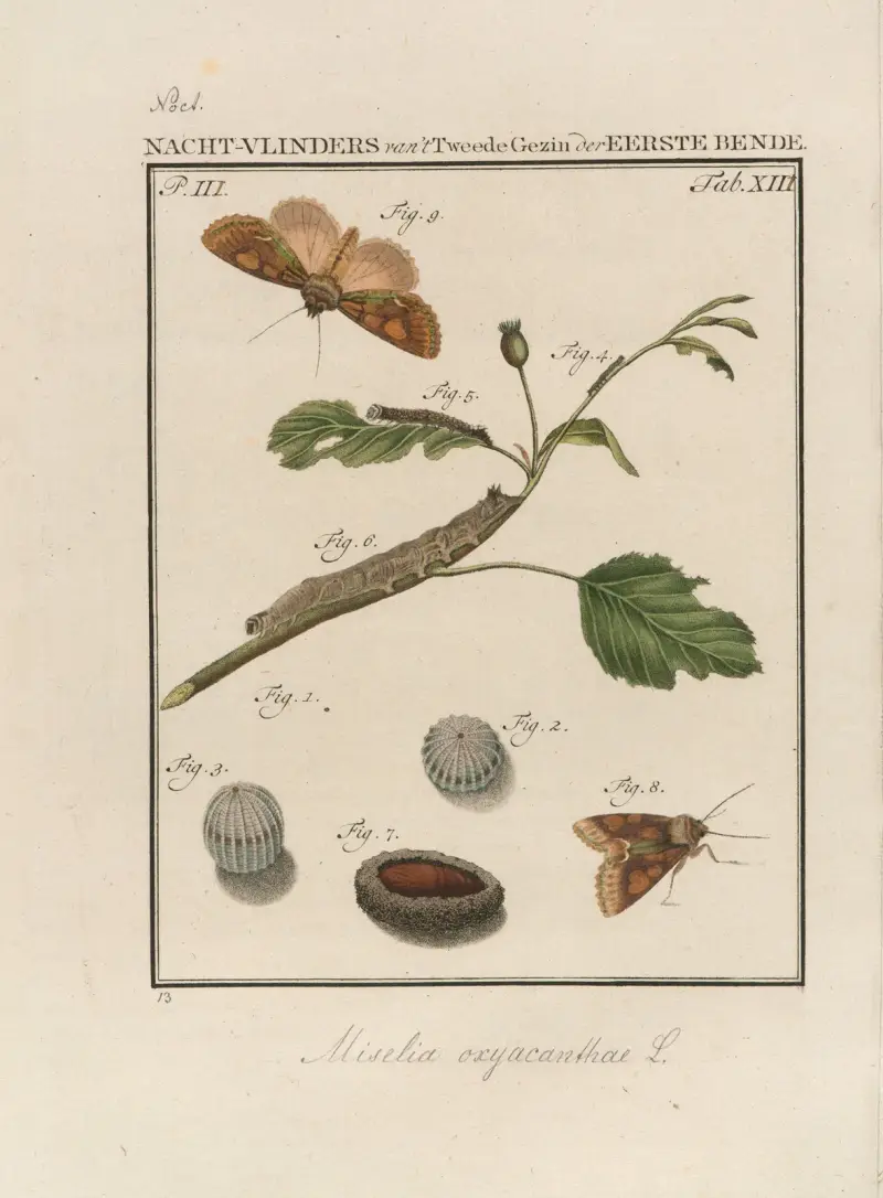 Beschouwing der wonderen Gods Pl.14 av Jan Christiaan Sepp