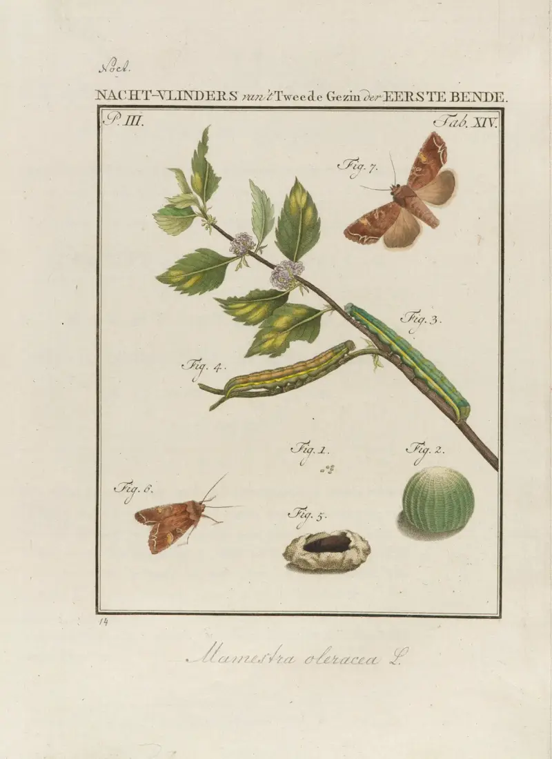 Beschouwing der wonderen Gods Pl.15 av Jan Christiaan Sepp