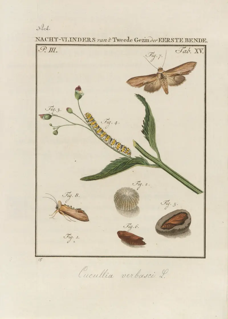Beschouwing der wonderen Gods Pl.16 av Jan Christiaan Sepp
