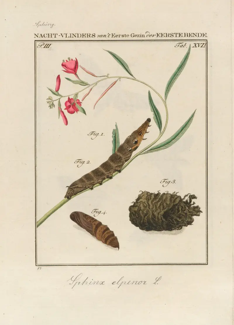 Beschouwing der wonderen Gods Pl.18 av Jan Christiaan Sepp