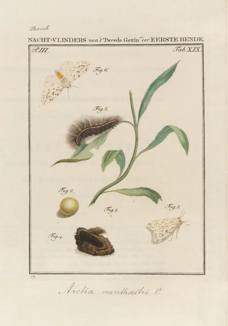 Beschouwing der wonderen Gods Pl.20 av Jan Christiaan Sepp