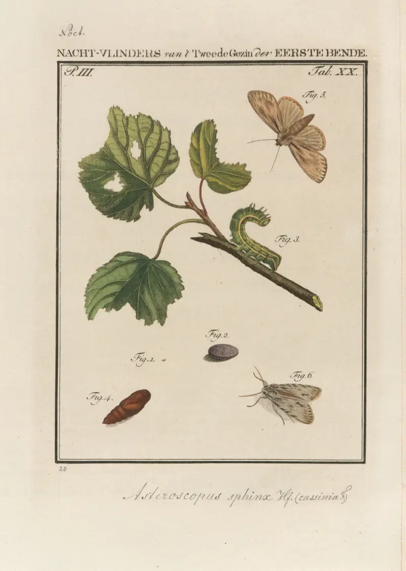 Beschouwing der wonderen Gods Pl.21 av Jan Christiaan Sepp