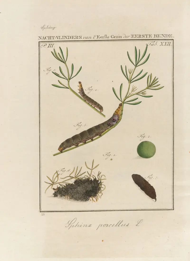 Beschouwing der wonderen Gods Pl.23 av Jan Christiaan Sepp