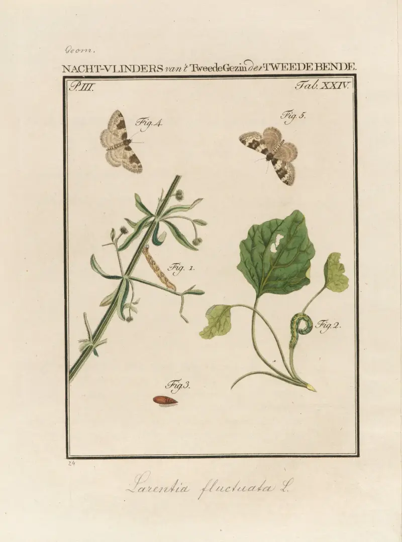 Beschouwing der wonderen Gods Pl.25 av Jan Christiaan Sepp