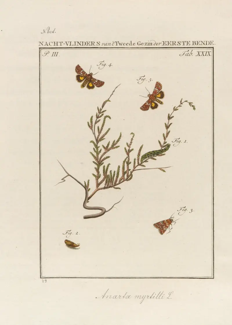 Beschouwing der wonderen Gods Pl.30 av Jan Christiaan Sepp