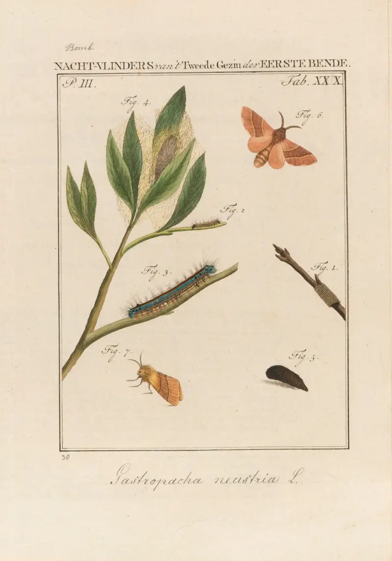 Beschouwing der wonderen Gods Pl.31 av Jan Christiaan Sepp
