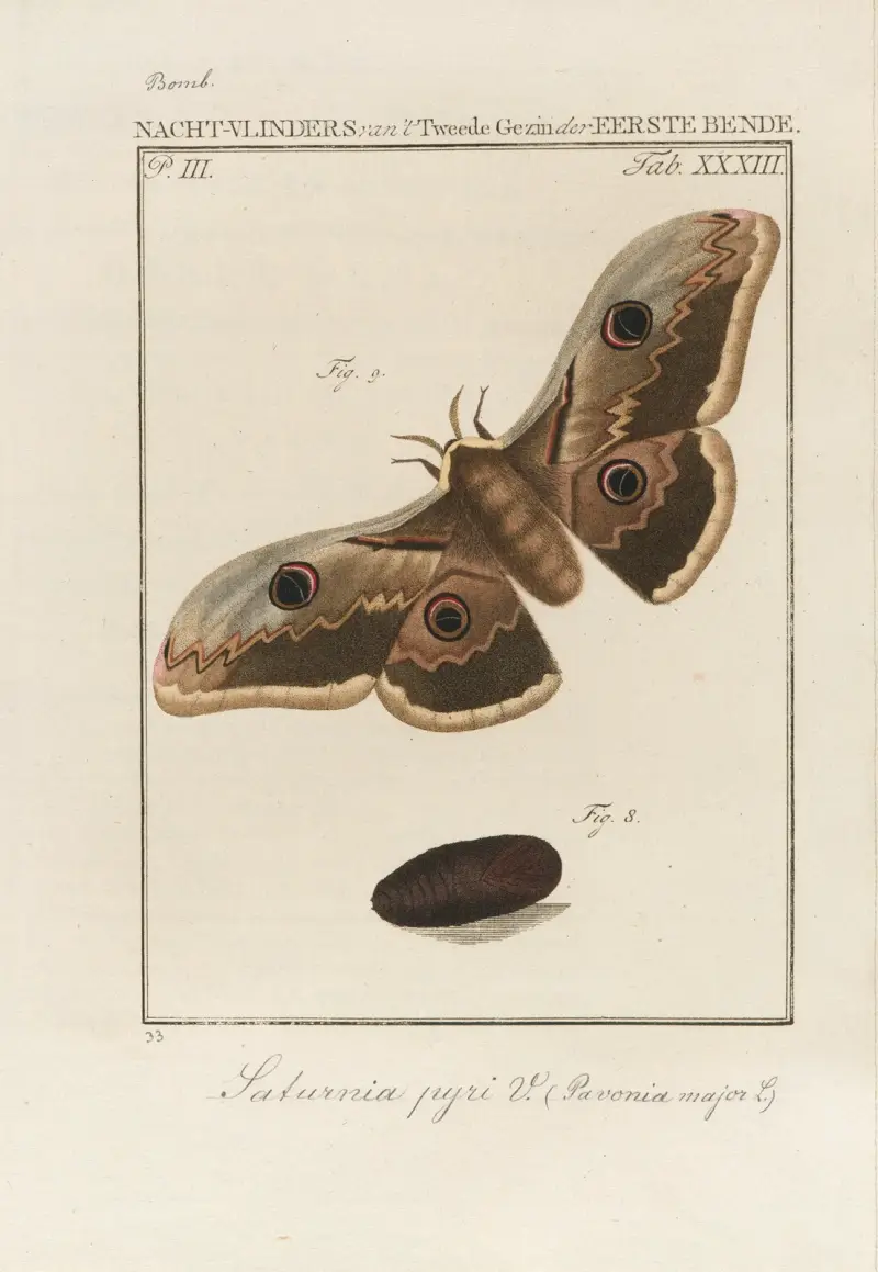 Beschouwing der wonderen Gods Pl.34 av Jan Christiaan Sepp