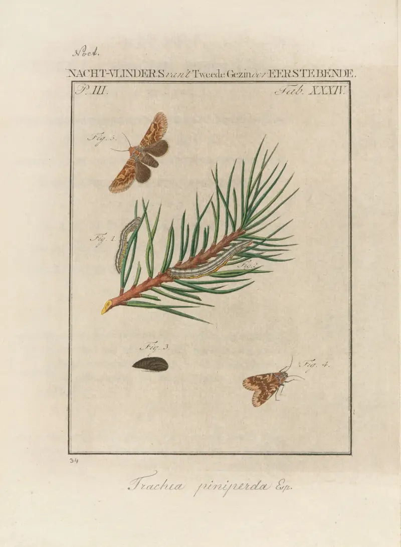 Beschouwing der wonderen Gods Pl.35 av Jan Christiaan Sepp