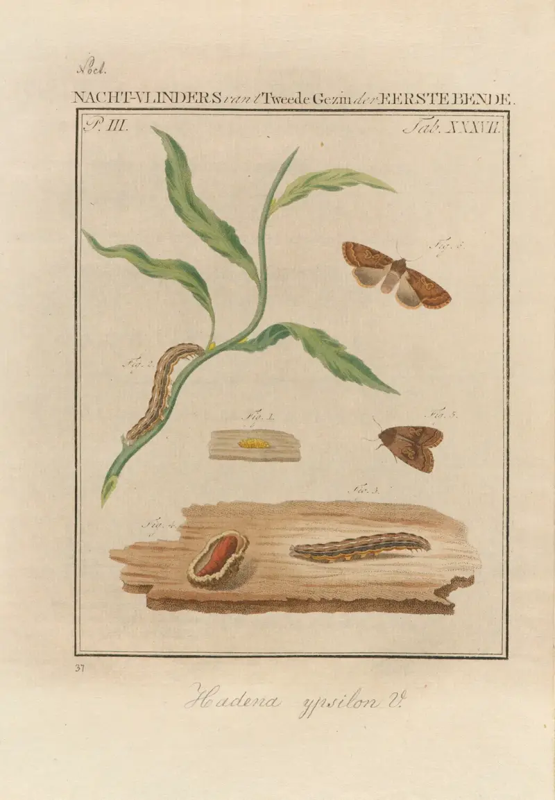 Beschouwing der wonderen Gods Pl.38 av Jan Christiaan Sepp