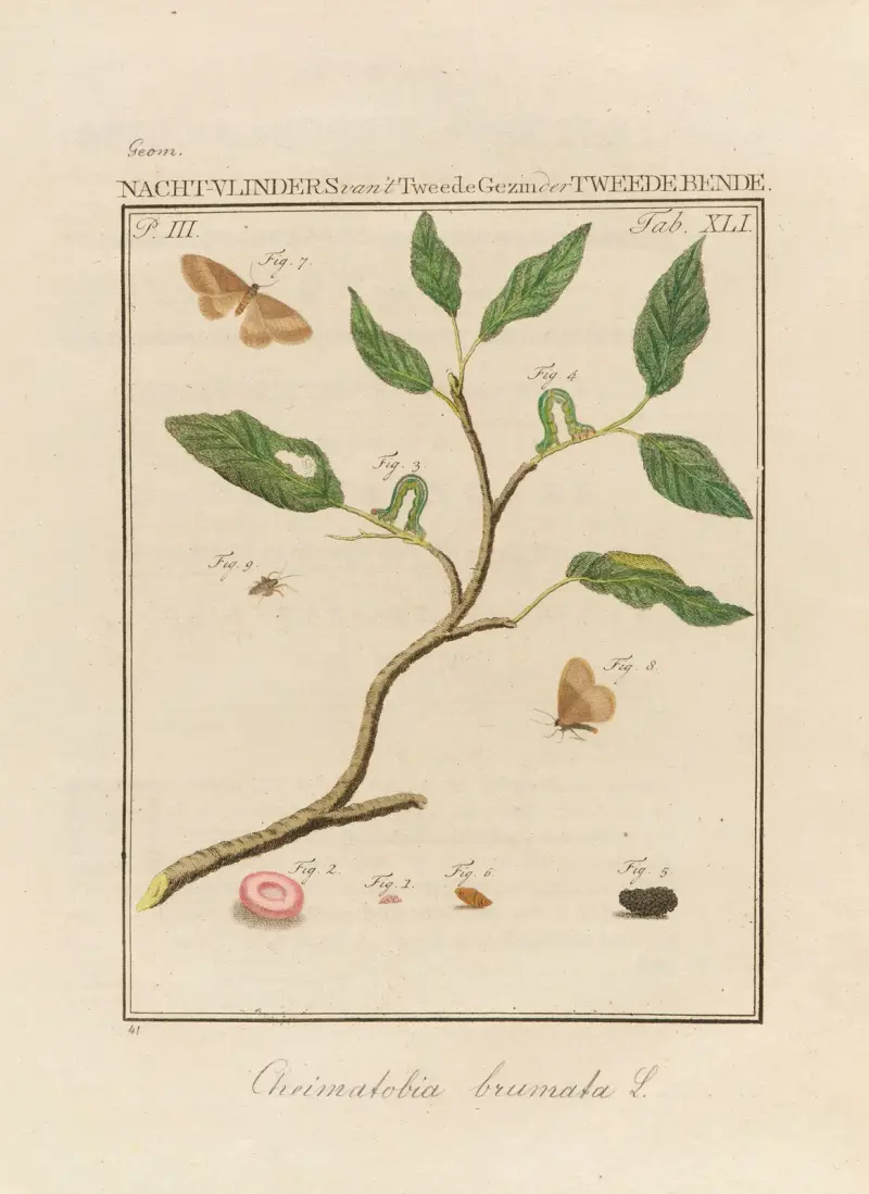 Beschouwing der wonderen Gods Pl.42 av Jan Christiaan Sepp