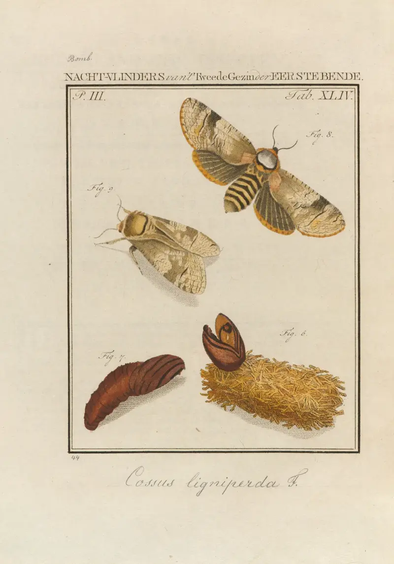Beschouwing der wonderen Gods Pl.45 av Jan Christiaan Sepp