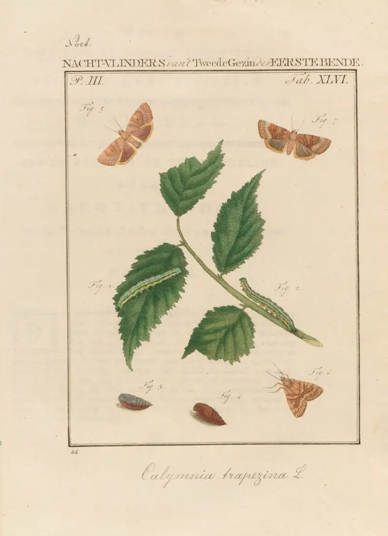 Beschouwing der wonderen Gods Pl.47 av Jan Christiaan Sepp