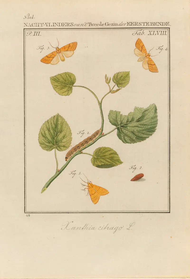 Beschouwing der wonderen Gods Pl.49 av Jan Christiaan Sepp