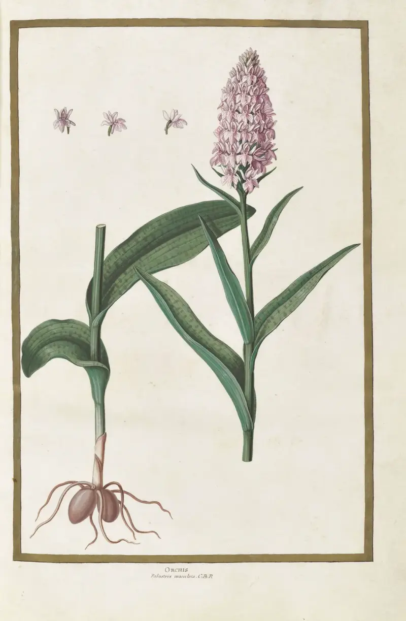 Papillons, plantes fleurs et animaux, peints par Aubriet Pl.02 av Claude Aubriet