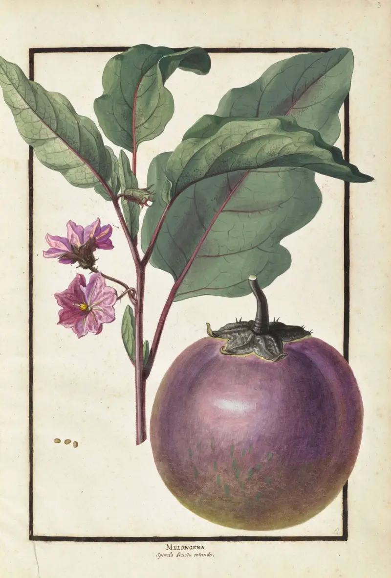 Papillons, plantes fleurs et animaux, peints par Aubriet Pl.03 av Claude Aubriet