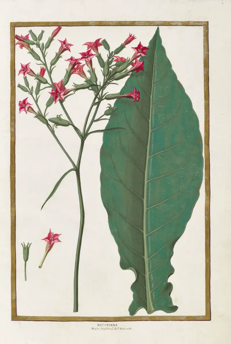 Schmetterlinge, Pflanzen, Blumen und Tiere, gemalt von Aubriet, Taf. 06 von Claude Aubriet