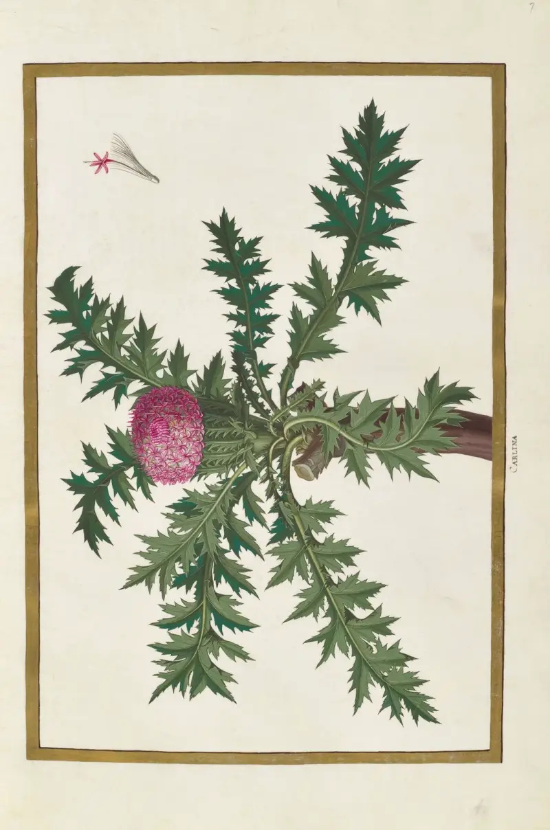 Fjärilar, växter, blommor och djur målade av Aubriet, pl. 07 av Claude Aubriet