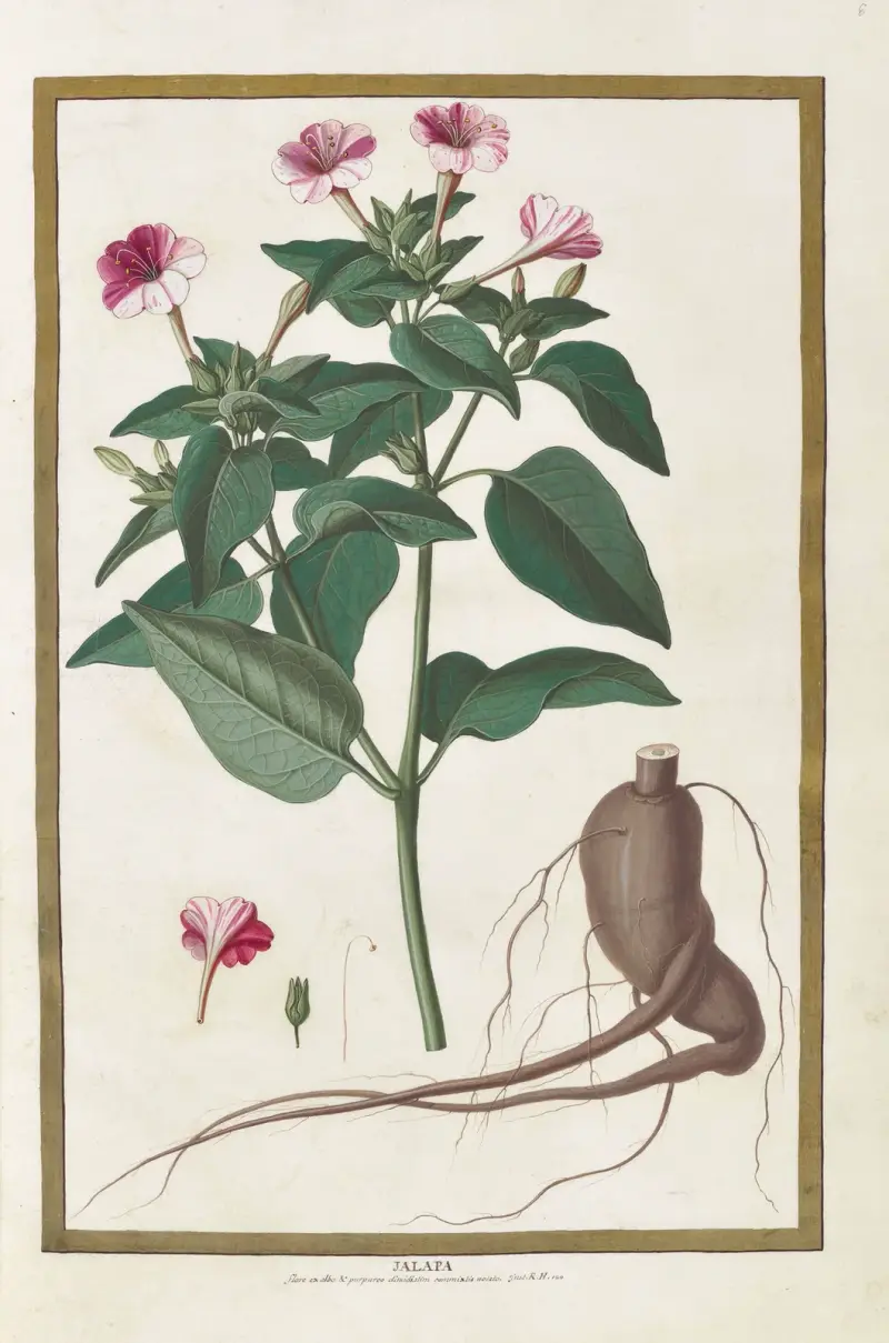 Fjärilar, växter, blommor och djur, målade av Aubriet, plansch 08 av Claude Aubriet