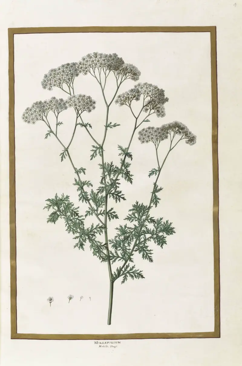 Fjärilar, växter, blommor och djur, målade av Aubriet, plansch 09 av Claude Aubriet