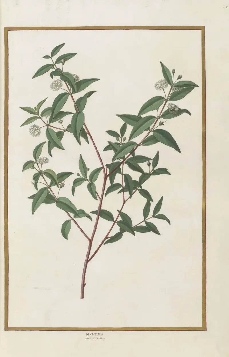 Fjärilar, växter, blommor och djur, målade av Aubriet, pl. 10 av Claude Aubriet