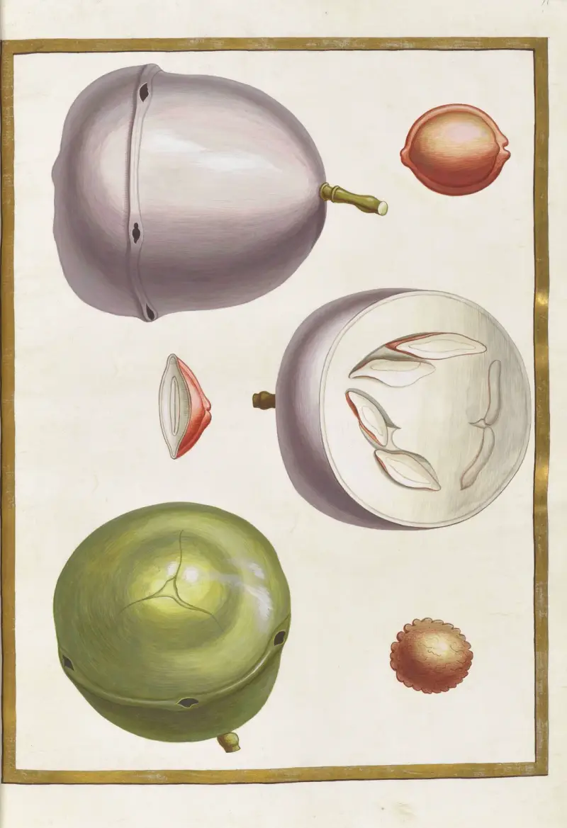 Papillons, plantes fleurs et animaux, peints par Aubriet Pl.11 av Claude Aubriet