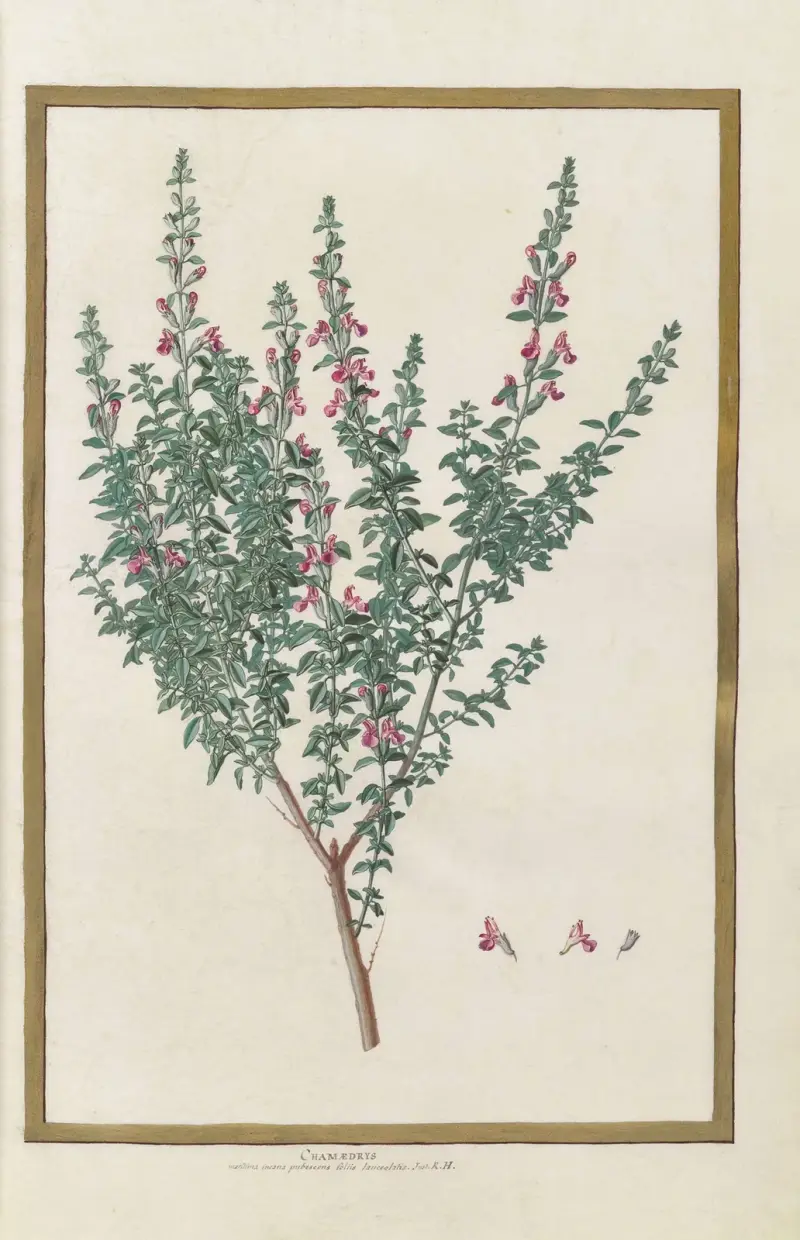 Schmetterlinge, Pflanzen, Blumen und Tiere, gemalt von Aubriet, Taf. 12 von Claude Aubriet