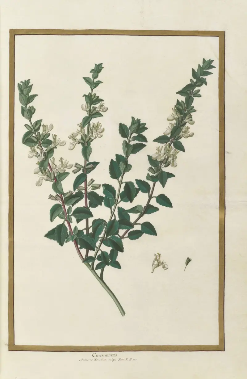 Fjärilar, växter, blommor och djur målade av Aubriet, plansch 13 av Claude Aubriet
